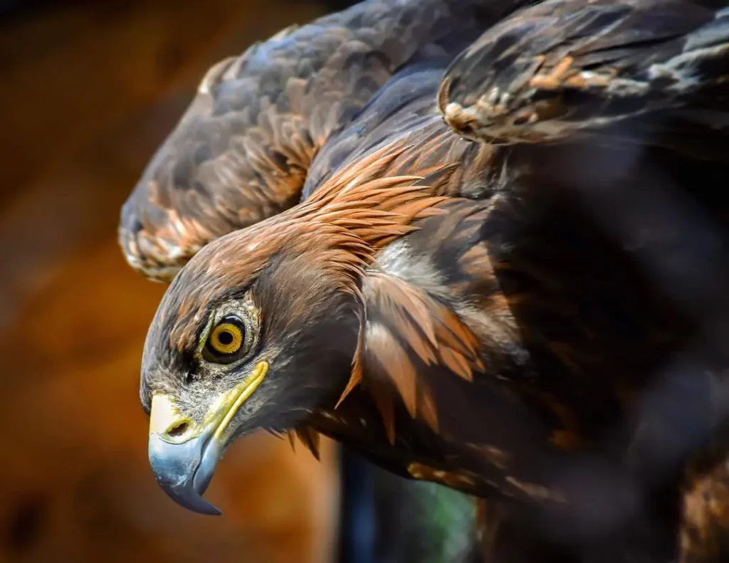 Russia Novosibirsk Zoo eagle close up